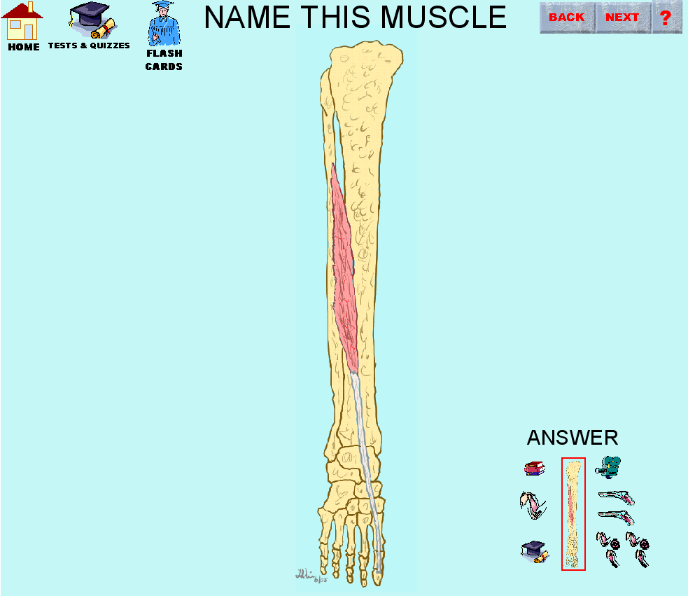 C:\Documents and Settings\apcare\My Documents\anatomyfacts\Muscle\44