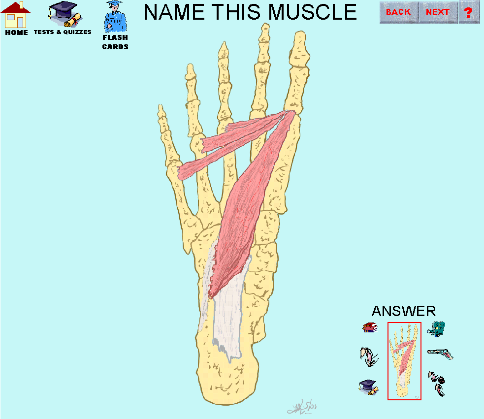 C:\My Documents\Web1\Muscle\7_img.gif