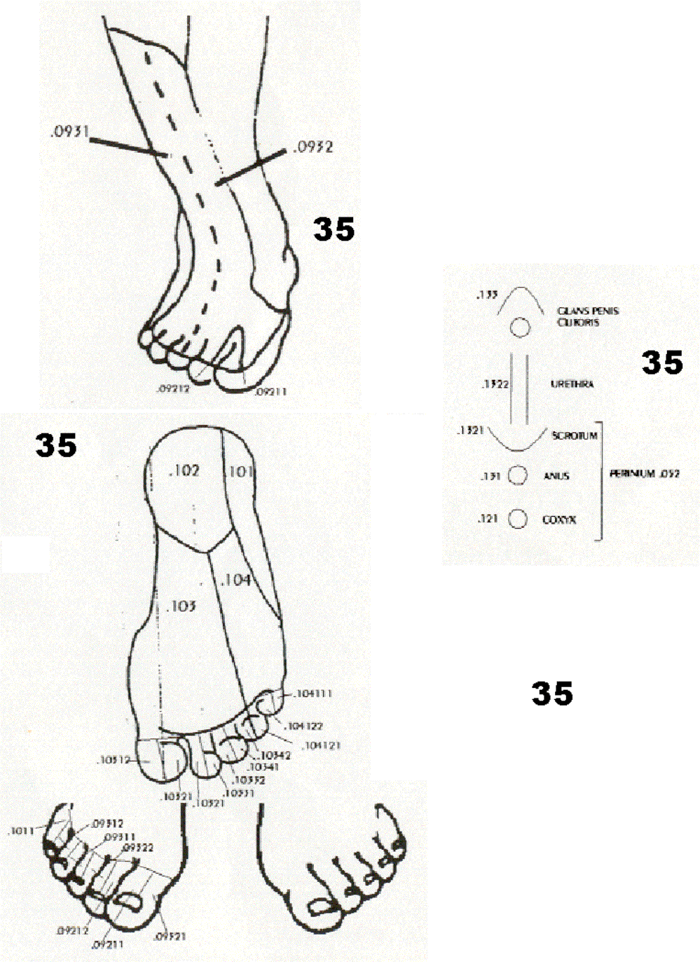 17 Cutaneous Nerves-Legs (35)