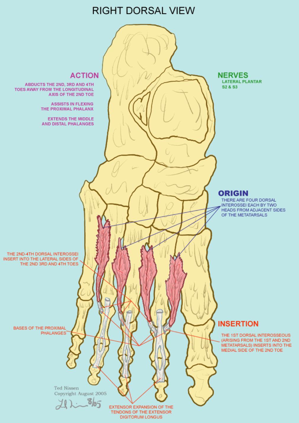 Dorsal Interossei Muscles