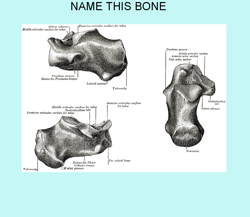 calcaneusq_img.gif