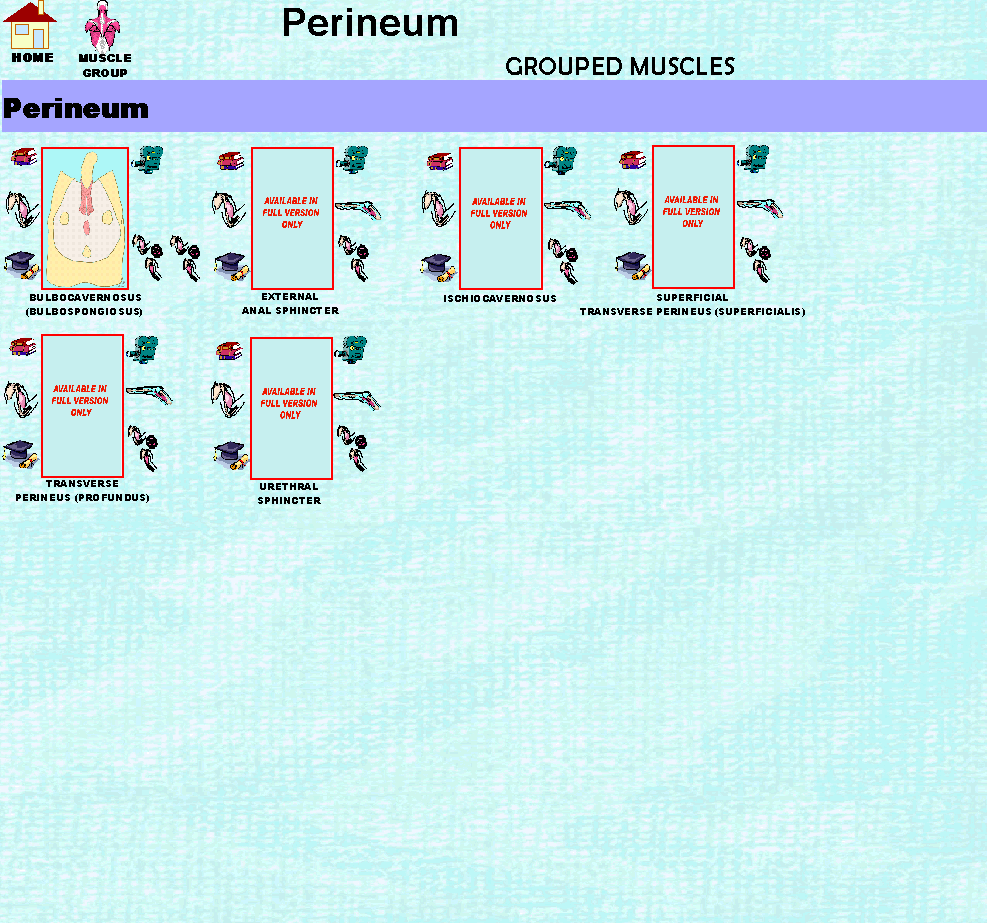 Perinium_img.gif