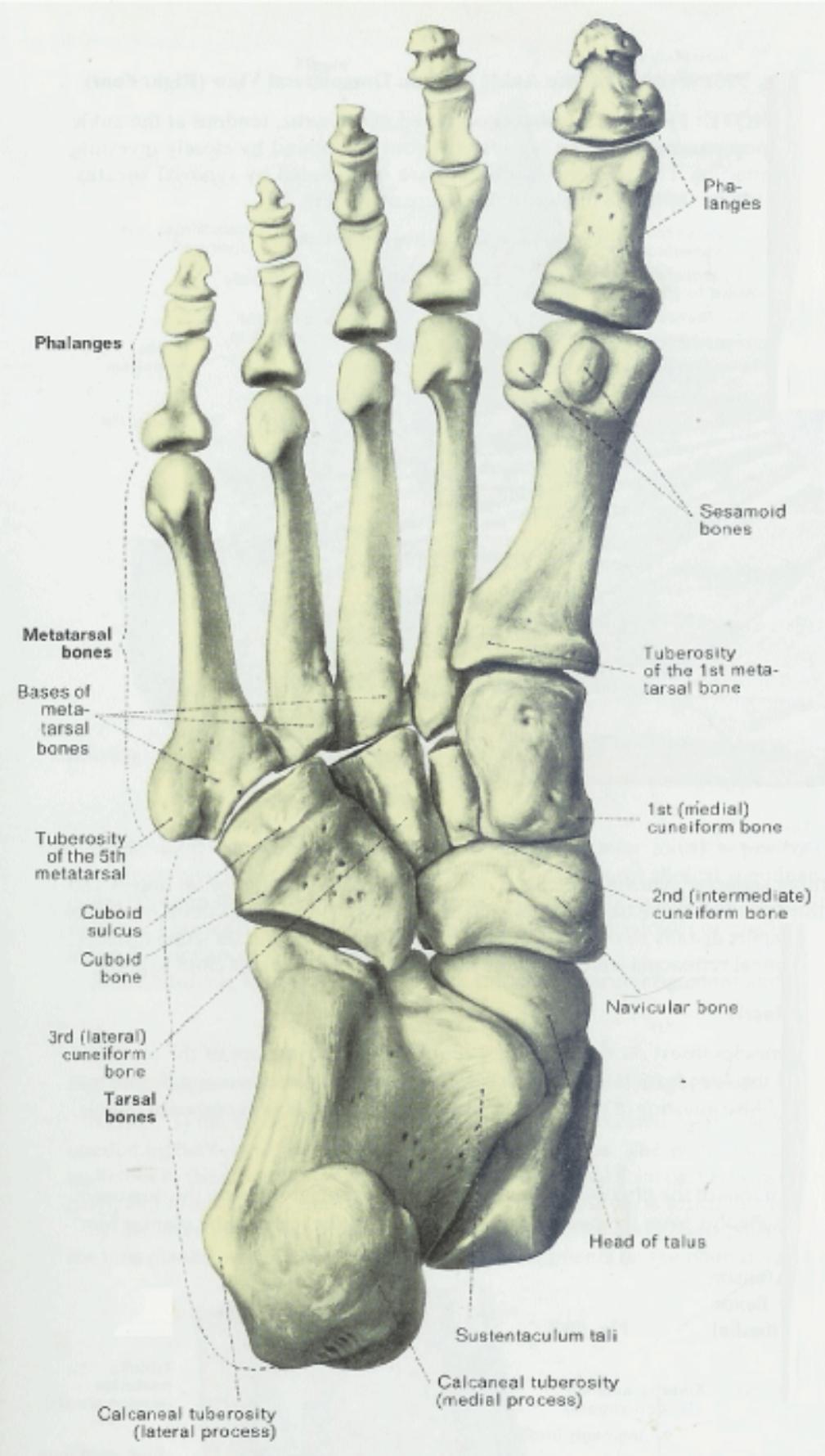 right foot bones
